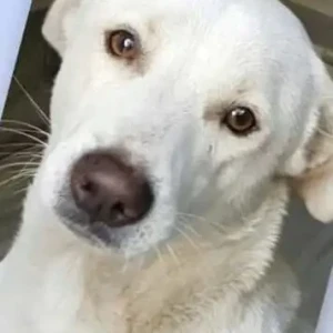 A White Indie Dog Missing from S Block Greater Kailash 2-2