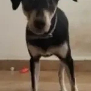 A Black and White Indie Dog Missing from Chennai-2
