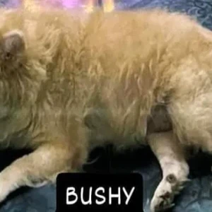 A White-Brown Mix Pomeranian Dog Missing from Khobra Waddo, Calangute-2