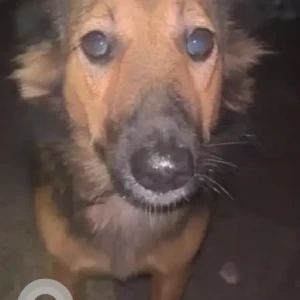 A Black and Brown Indie Dog Missing from Patparganj, Maha Vihar Market