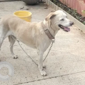 A White Labrador mix Dog Found from EON waterfront kharadi