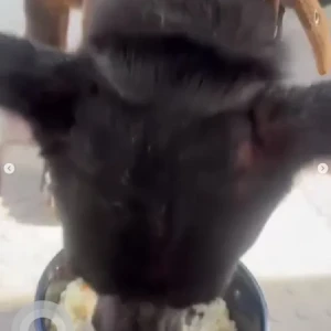 A Black Indie Pomeranian mix Dog Missing from Mailasandra, Bengaluru-2