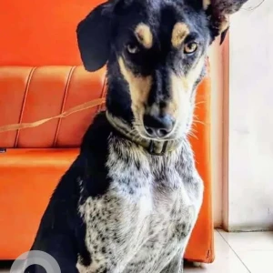 A Black and White Indie Dog Missing from Ajmera Colony, Pimpri