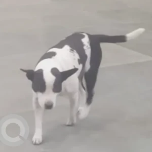 A Black and White Indie Dog Missing from Arun Jaitley park-2