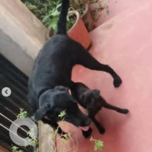 A Black Labrador Dog Found from CK Palya, Bengaluru-2
