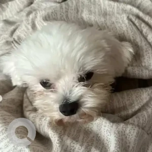 A White Maltese Dog Missing from Hal road, Ayyapanagar, Krishnarajapuram-2