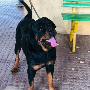 A Black and Brown Rottweiler Dog Missing from Pimpri-2