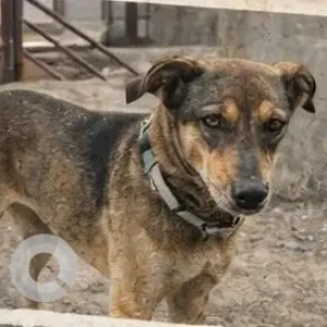 A Black and Brown Indie Dog Missing from Kanavali Puliva, Indirapuram-2