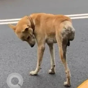 A White-Brown Mix Indie Dog Found from Velachery, Chennai silks