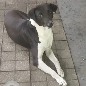 A Black and White Indie Dog Missing from Bldg No 83,Tilak Nagar, Chembur