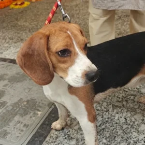 A White-Brown Mix Beagle Dog Found from New Delhi