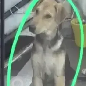 A Black and Brown Indie Dog Missing from B block, Mansarover Garden