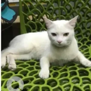 A White Indie Cat Missing from Atlanta Business Hub, Bharthana