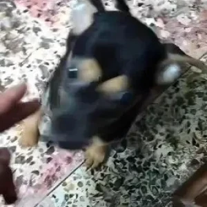 A Black and Brown Indie Dog Missing from Jadavpur, Kolkata-2