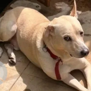 A White-Brown Mix Indie Dog Missing from Malashree Hotel, Gawade petrol pump
