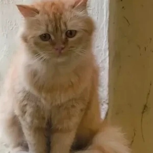 A Brown Persian Cat Found from Jayashree Super speciality hospital-2