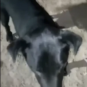 A Black Indie Dog Found from Sadhna Enclave, Malviya Nagar-3