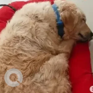 A Brown Golden Retriever Dog Found from Mayura Bakery, Airport road-2