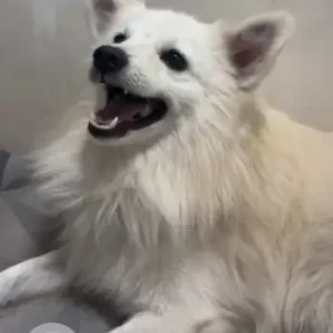 A White Pomeranian Spitz Dog Missing from Bhilai