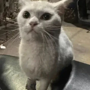 A White Indie Cat Found from Ghatkopat West, Zynova hospital-2