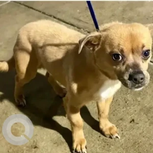 A White-Brown Mix Chihuahua Mix Dog Found from River St Mattapan