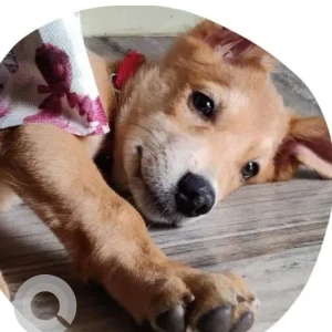 A White-Brown Mix Indie Dog Missing from Big Mishra Peda, Taleigao