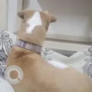 A White-Brown Mix Indie Dog Missing from Porur, Gerugambakam-3