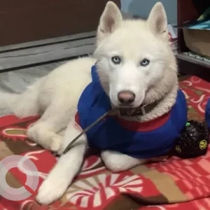 A White Husky Dog Missing from YPS Chowk