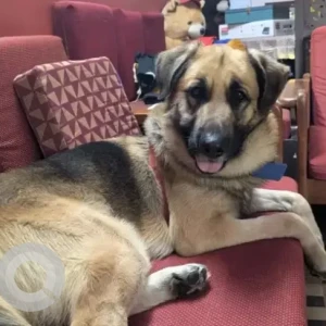 A Black and Brown German Shepherd Dog Found from Infosys