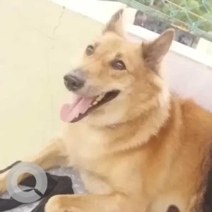 A Golden Labrador & German Shepherd mix Dog Missing from Choolaimedu, Chennai