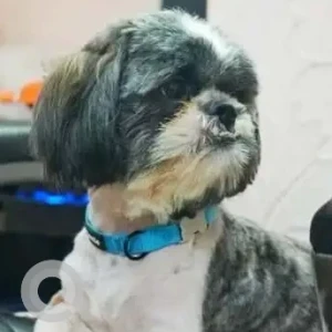 A Black and White Indie Dog Missing from Wazirpur, New Delhi
