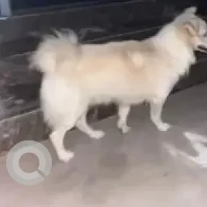 A White-Brown Mix Pomeranian Dog Found from Venus colony 3rd street, Velachery, Chennai