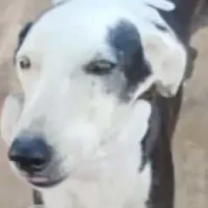 A Black and White Indie Dog Missing from Iskon temple Punjabi Bagh Grounds-2
