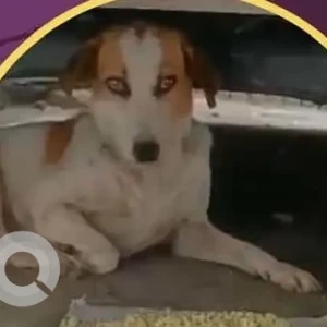 A White-Brown Mix Indie Dog Missing from Malviya Nagar, New Delhi