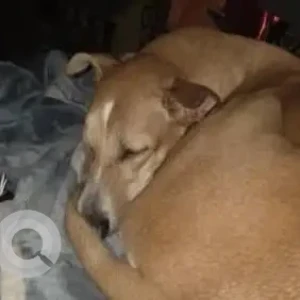 A White-Brown Mix Indie Dog Missing from Panjim 18th June road-4