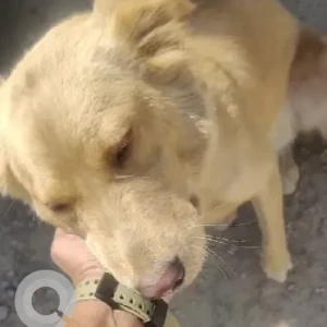 A Brown Golden Retriever Dog Found from Serilingampally-2