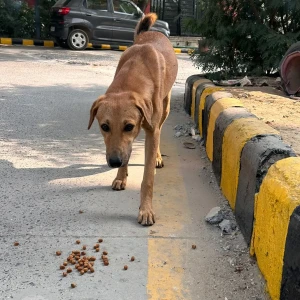 A Brown Indie Dog Found from Huda City Centre-2