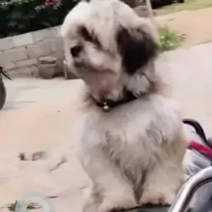 A White-Brown Mix Shih Tzu Dog Missing from Manjula enclave road, Chikkabidarakallu-3