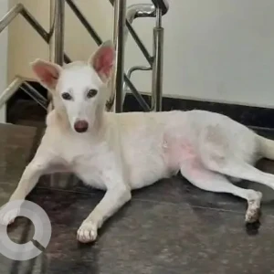 A White Indie Pariah Dog Missing from Balram Nagar Colony