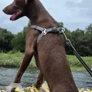 A Brown Indie and Labrador cross Dog Missing from Kothanur-2