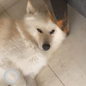 A White Pomeranian Dog Found from Ajman