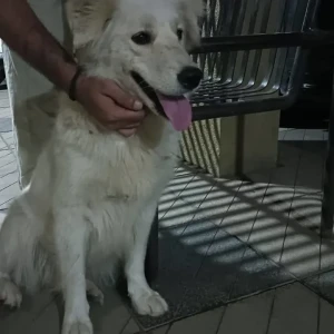 A White Indie Dog Found from Pune