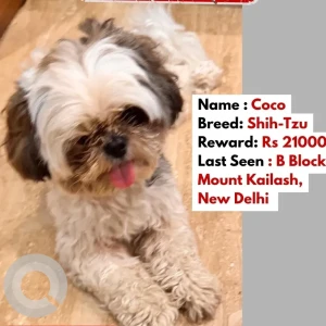 A Grey-White Mix Shih Tzu Dog Missing from B Block, Mount Kailash