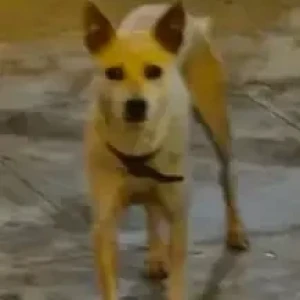 A White-Brown Mix Indie Dog Found from Bengaluru-2