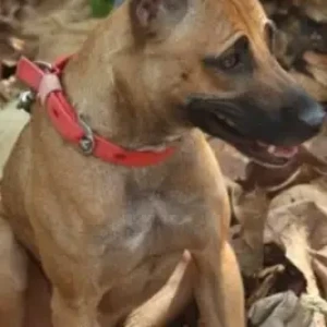 A White-Brown Mix Indie Dog Missing from Bengaluru