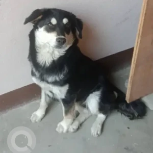 A Black and White Indie Dog Found from Kusunti Lalitpur area