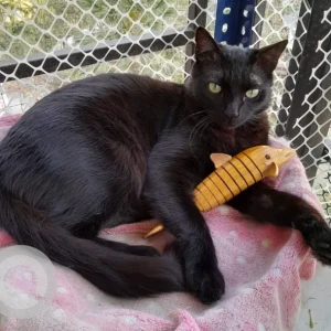 Male Domestic Cat Adoption for Adoption in Pune