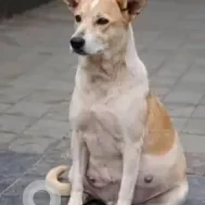 A White-Brown Mix Indie Dog Missing from HRBR layout