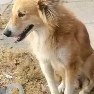 A White-Brown Mix Pomeranian mix Dog Missing from Simon Bolivar Marg, Mahaveer Vanasthali Park-2