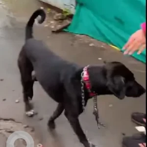 A Black Indie Dog Found from Bhide bridge deccan-2